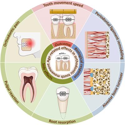 The age-related effects on orthodontic tooth movement and the surrounding periodontal environment